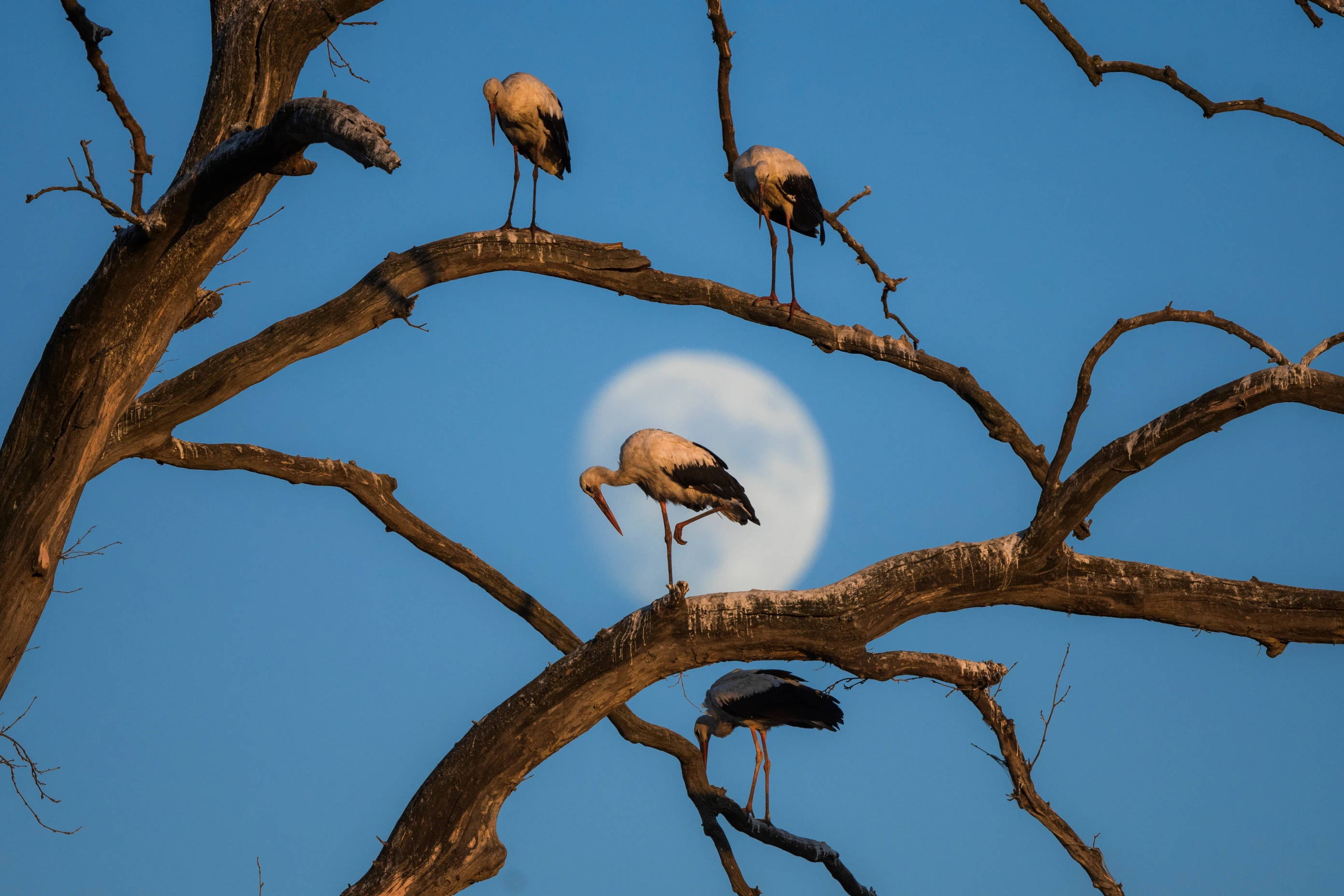 WE HAVE SPREAD OUR WINGS FOR NATURE